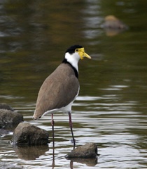 Plover
